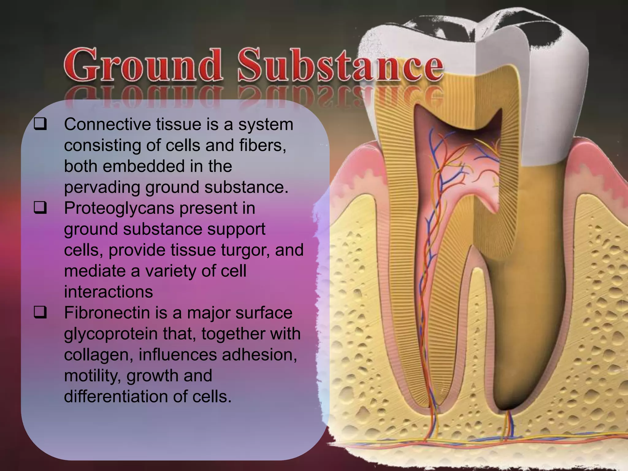  Connective tissue is a system 
consisting of cells and fibers, 
both embedded in the 
pervading ground substance. 
 Proteoglycans present in 
ground substance support 
cells, provide tissue turgor, and 
mediate a variety of cell 
interactions 
 Fibronectin is a major surface 
glycoprotein that, together with 
collagen, influences adhesion, 
motility, growth and 
differentiation of cells. 
 