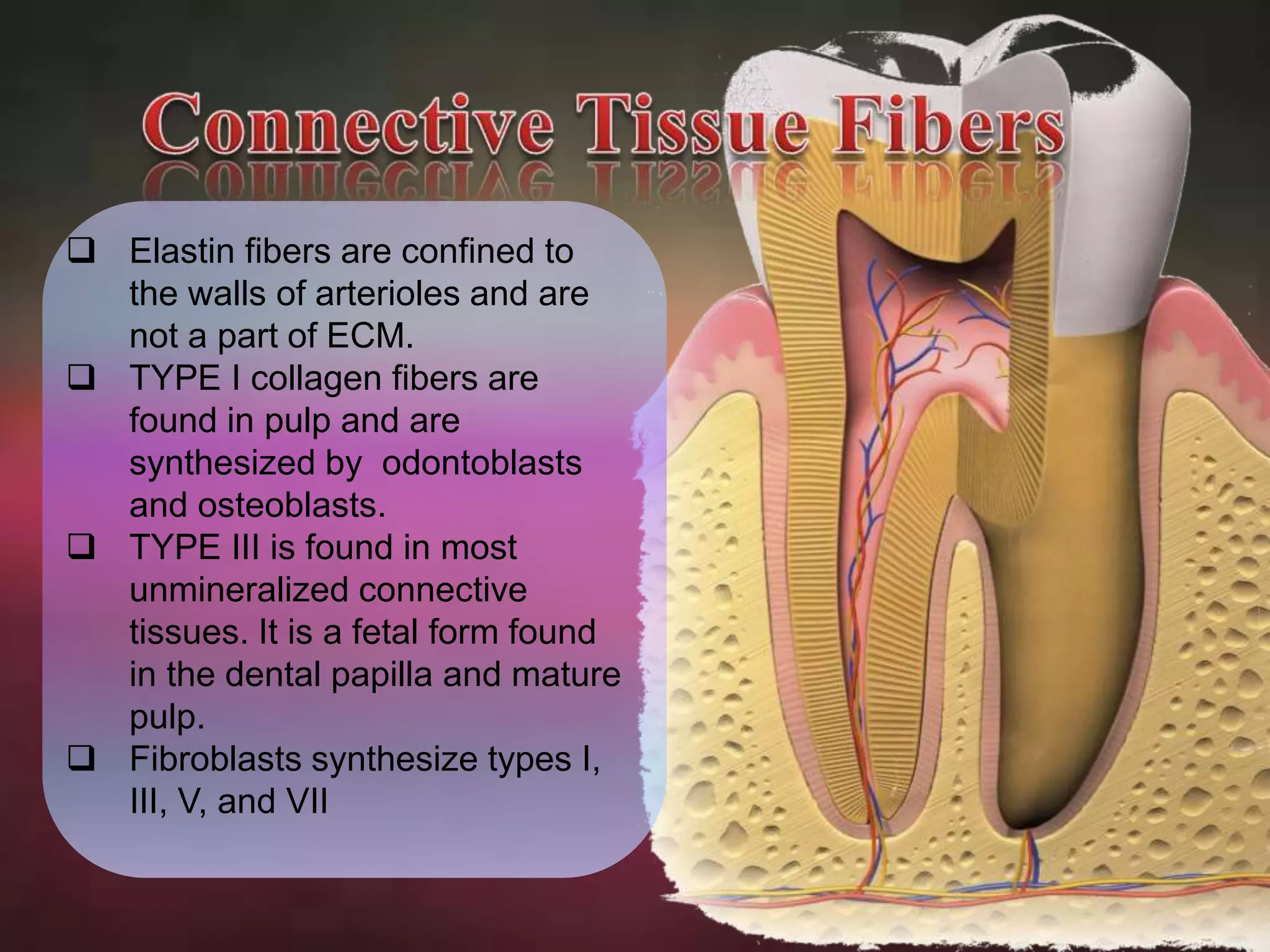  Elastin fibers are confined to 
the walls of arterioles and are 
not a part of ECM. 
 TYPE I collagen fibers are 
found in pulp and are 
synthesized by odontoblasts 
and osteoblasts. 
 TYPE III is found in most 
unmineralized connective 
tissues. It is a fetal form found 
in the dental papilla and mature 
pulp. 
 Fibroblasts synthesize types I, 
III, V, and VII 
 
