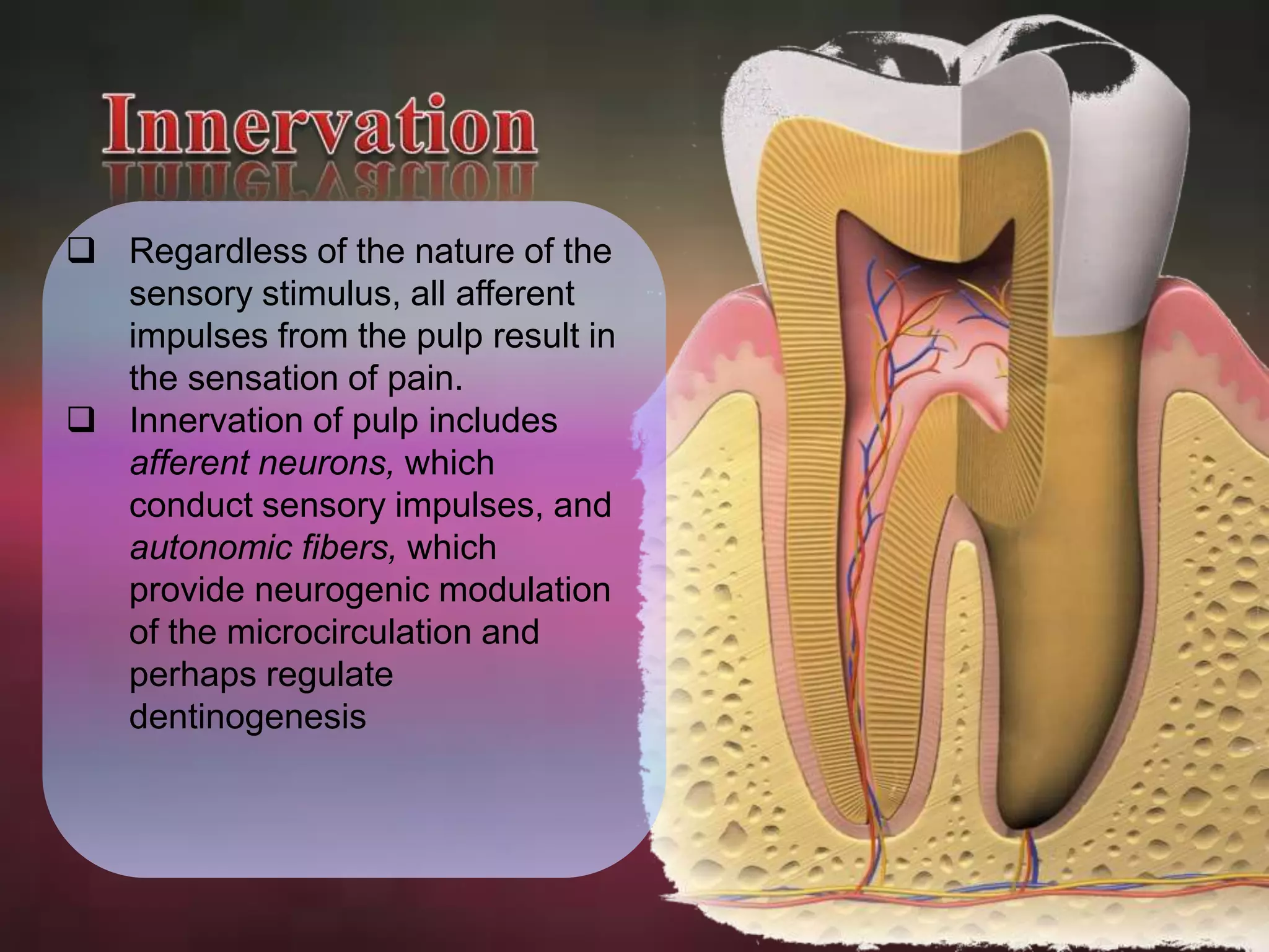  Regardless of the nature of the 
sensory stimulus, all afferent 
impulses from the pulp result in 
the sensation of pain. 
 Innervation of pulp includes 
afferent neurons, which 
conduct sensory impulses, and 
autonomic fibers, which 
provide neurogenic modulation 
of the microcirculation and 
perhaps regulate 
dentinogenesis 
 