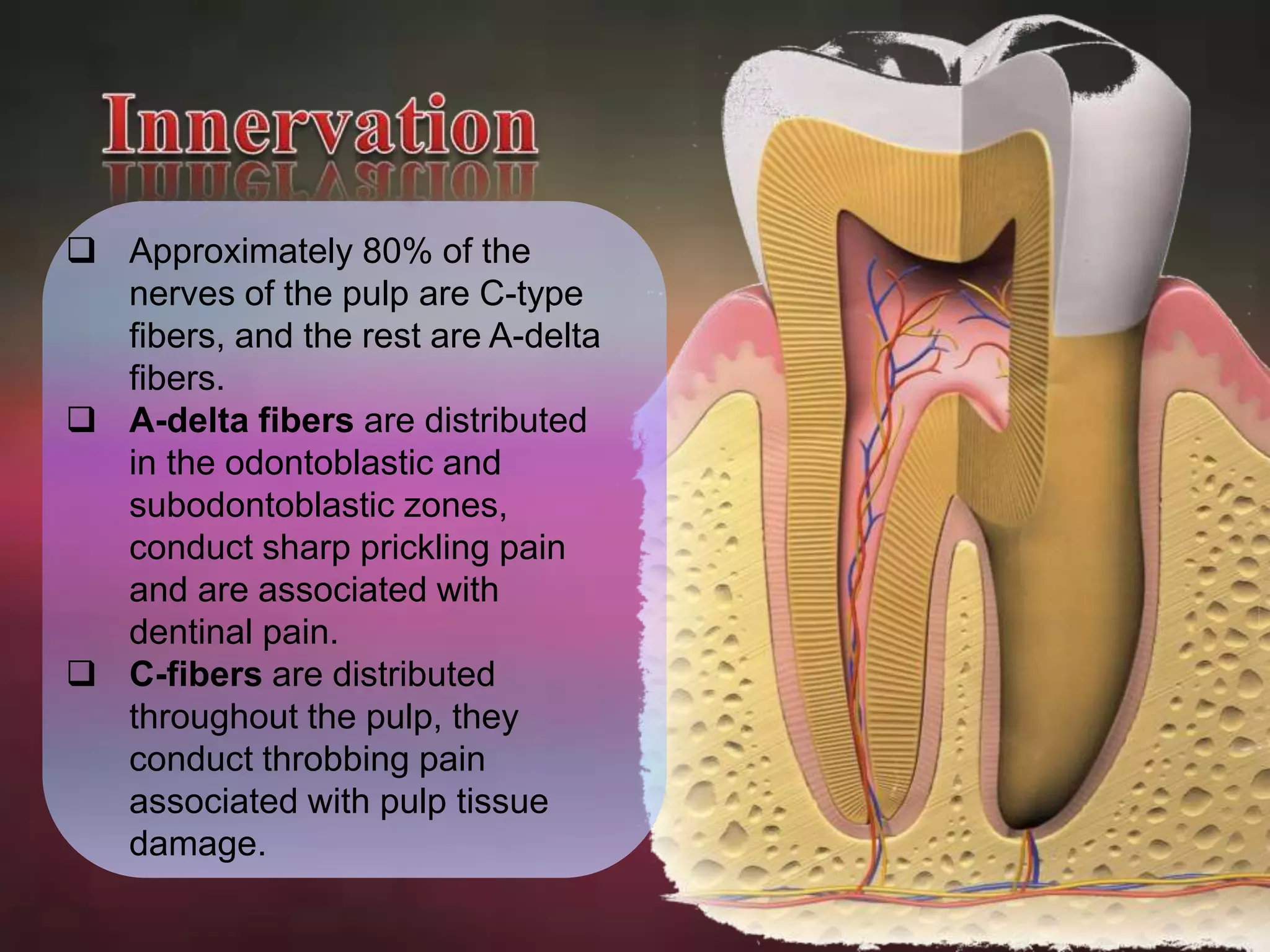  Approximately 80% of the 
nerves of the pulp are C-type 
fibers, and the rest are A-delta 
fibers. 
 A-delta fibers are distributed 
in the odontoblastic and 
subodontoblastic zones, 
conduct sharp prickling pain 
and are associated with 
dentinal pain. 
 C-fibers are distributed 
throughout the pulp, they 
conduct throbbing pain 
associated with pulp tissue 
damage. 
 