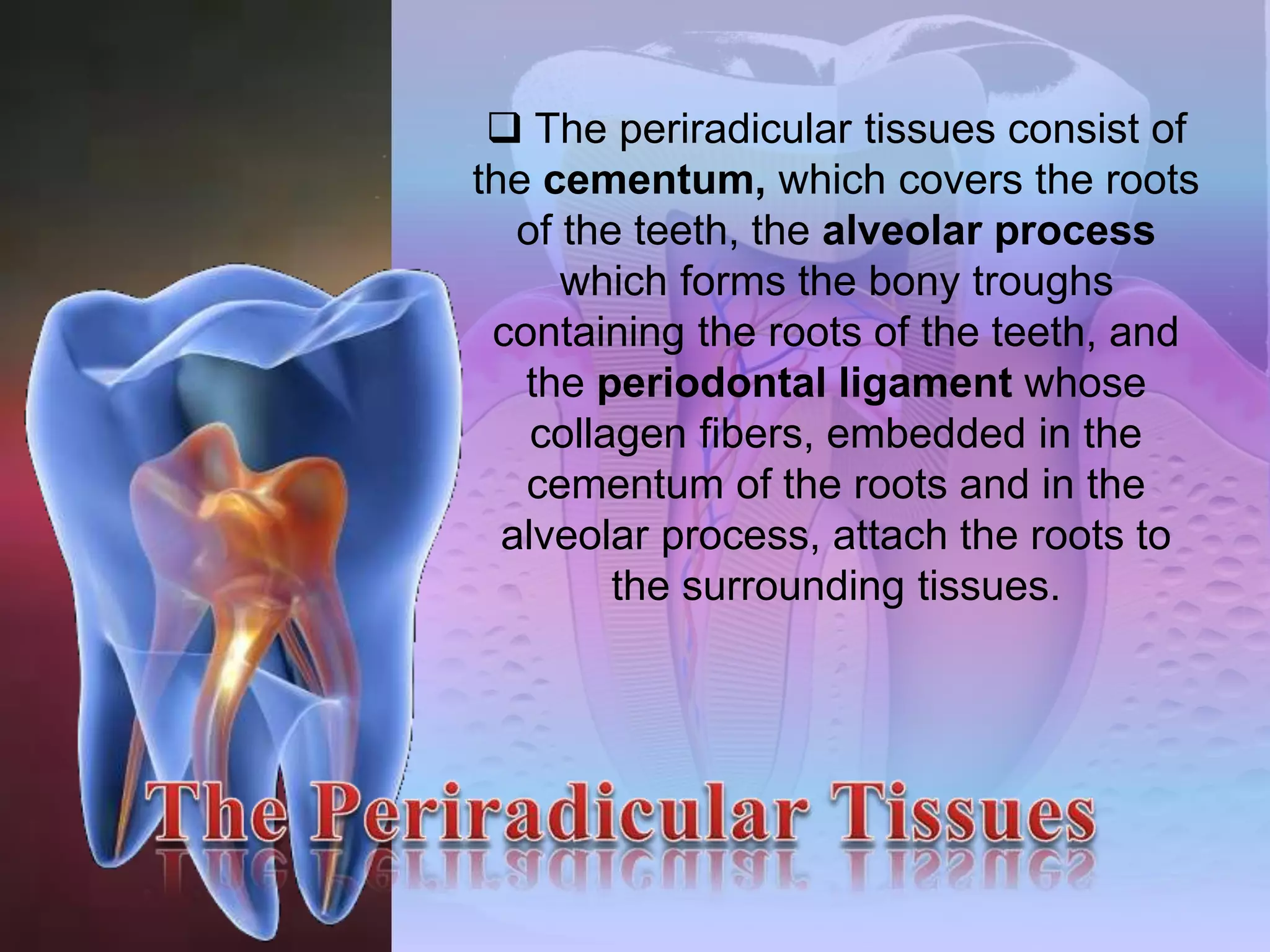  The periradicular tissues consist of 
the cementum, which covers the roots 
of the teeth, the alveolar process 
which forms the bony troughs 
containing the roots of the teeth, and 
the periodontal ligament whose 
collagen fibers, embedded in the 
cementum of the roots and in the 
alveolar process, attach the roots to 
the surrounding tissues. 
 