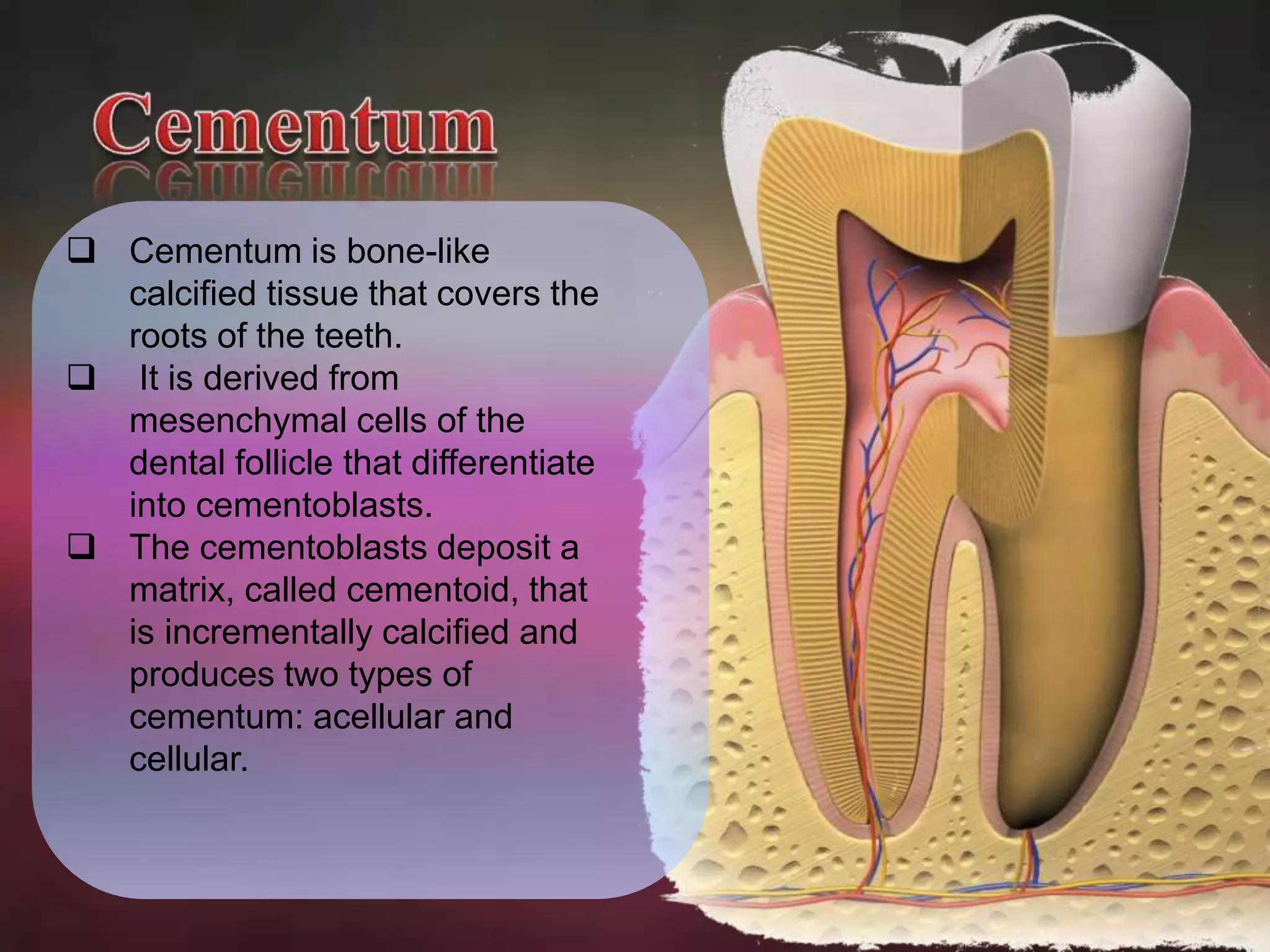  Cementum is bone-like 
calcified tissue that covers the 
roots of the teeth. 
 It is derived from 
mesenchymal cells of the 
dental follicle that differentiate 
into cementoblasts. 
 The cementoblasts deposit a 
matrix, called cementoid, that 
is incrementally calcified and 
produces two types of 
cementum: acellular and 
cellular. 
 