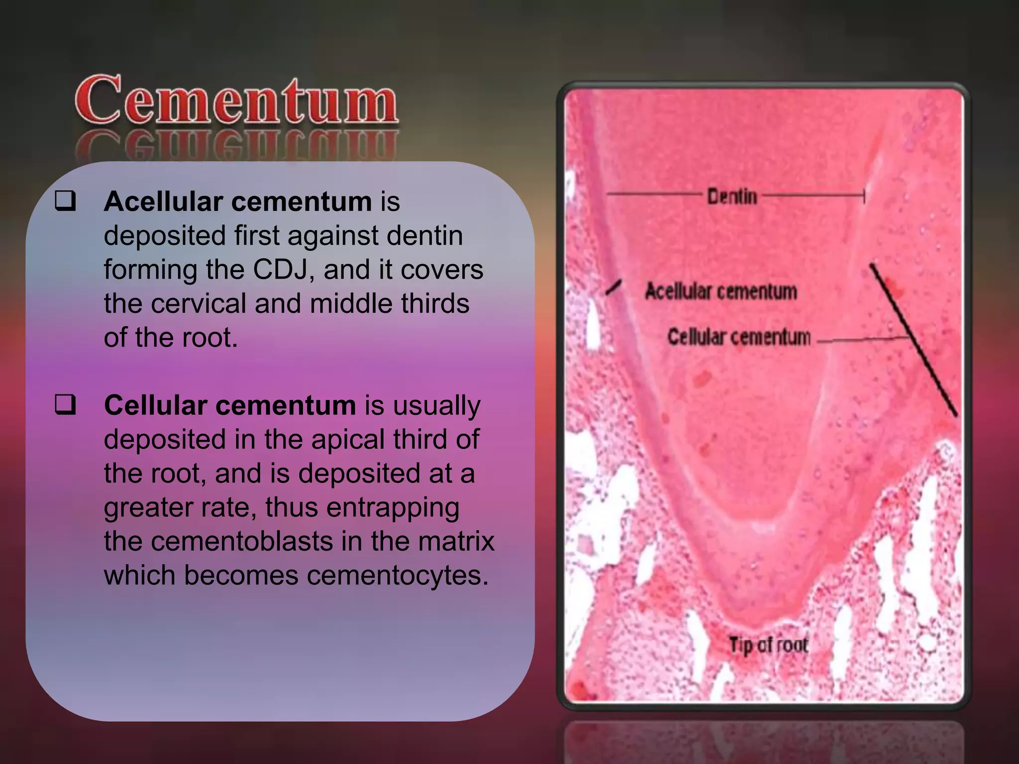  Acellular cementum is 
deposited first against dentin 
forming the CDJ, and it covers 
the cervical and middle thirds 
of the root. 
 Cellular cementum is usually 
deposited in the apical third of 
the root, and is deposited at a 
greater rate, thus entrapping 
the cementoblasts in the matrix 
which becomes cementocytes. 
 