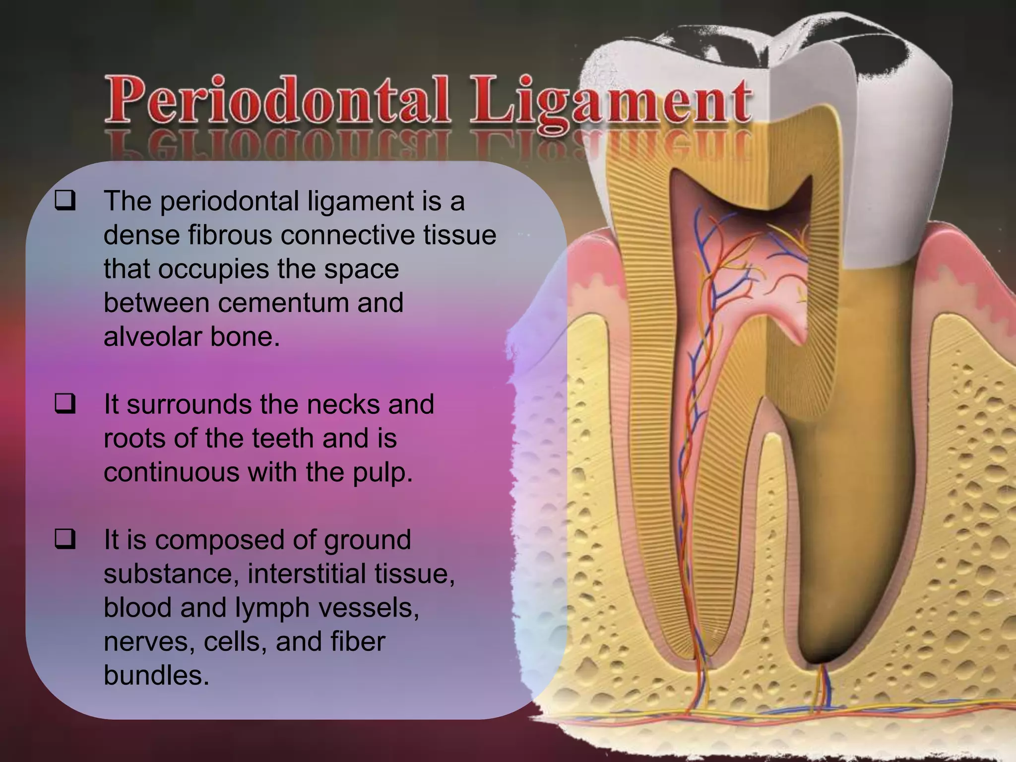  The periodontal ligament is a 
dense fibrous connective tissue 
that occupies the space 
between cementum and 
alveolar bone. 
 It surrounds the necks and 
roots of the teeth and is 
continuous with the pulp. 
 It is composed of ground 
substance, interstitial tissue, 
blood and lymph vessels, 
nerves, cells, and fiber 
bundles. 
 