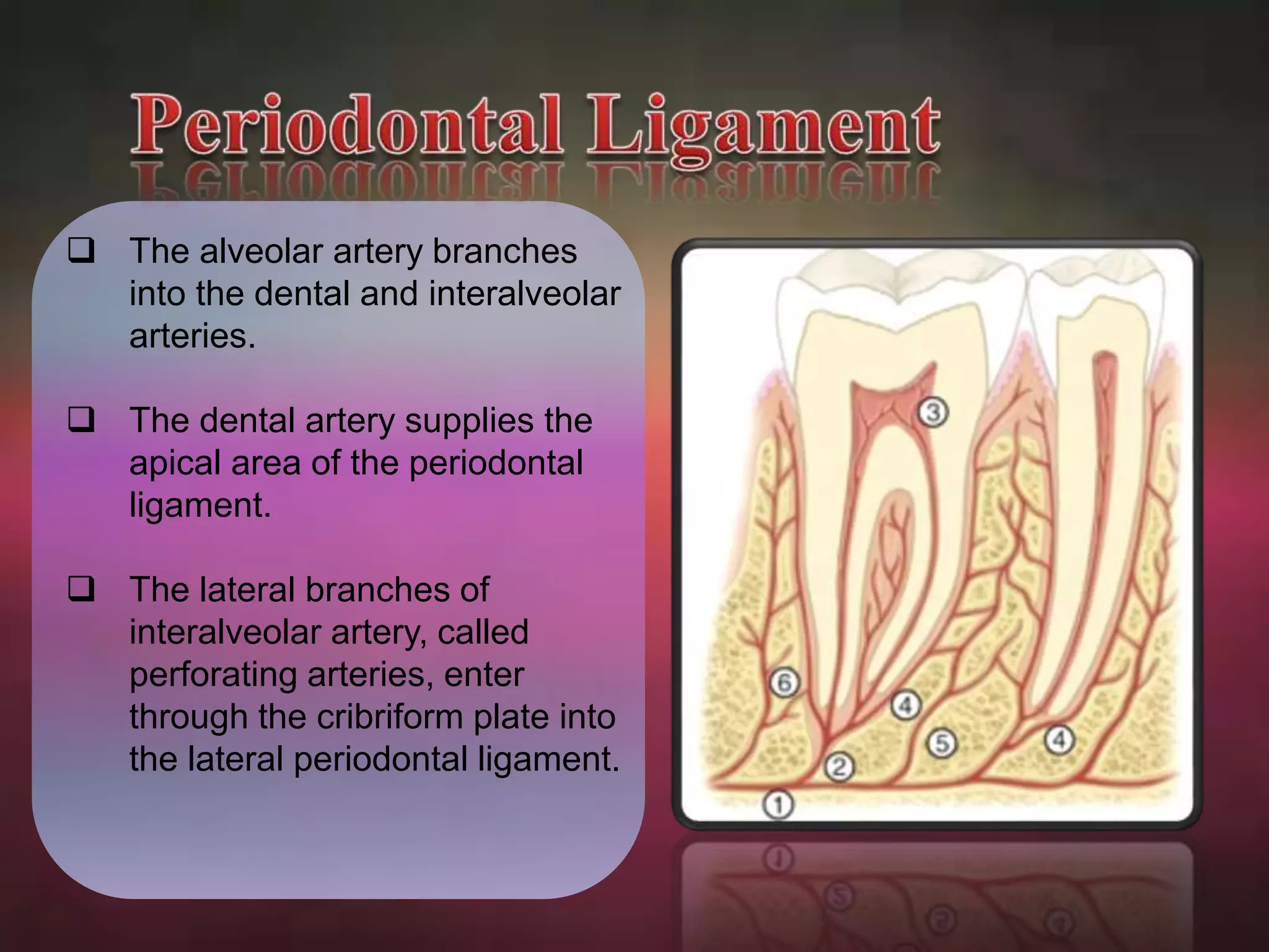  The alveolar artery branches 
into the dental and interalveolar 
arteries. 
 The dental artery supplies the 
apical area of the periodontal 
ligament. 
 The lateral branches of 
interalveolar artery, called 
perforating arteries, enter 
through the cribriform plate into 
the lateral periodontal ligament. 
 