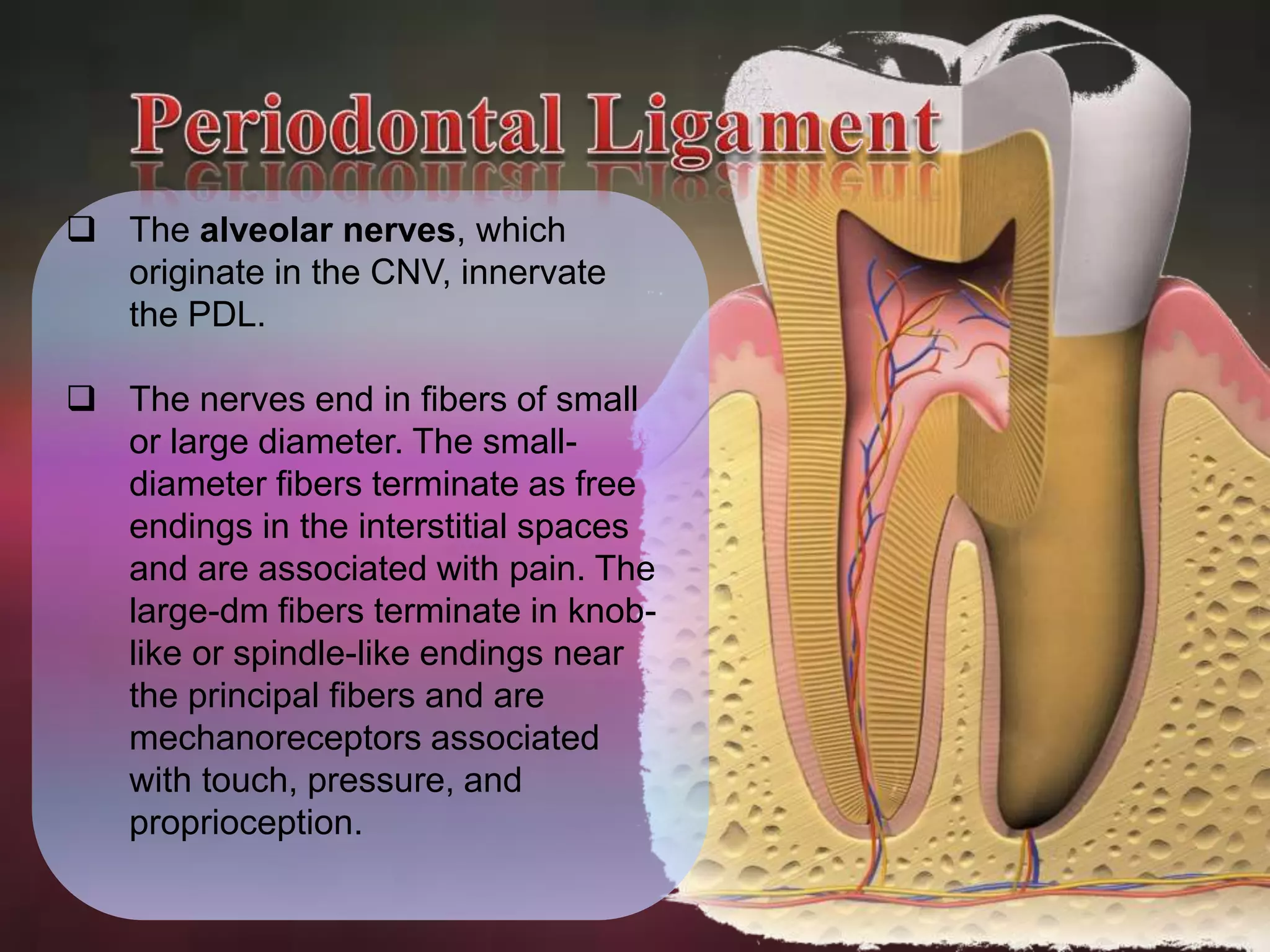  The alveolar nerves, which 
originate in the CNV, innervate 
the PDL. 
 The nerves end in fibers of small 
or large diameter. The small-diameter 
fibers terminate as free 
endings in the interstitial spaces 
and are associated with pain. The 
large-dm fibers terminate in knob-like 
or spindle-like endings near 
the principal fibers and are 
mechanoreceptors associated 
with touch, pressure, and 
proprioception. 
 