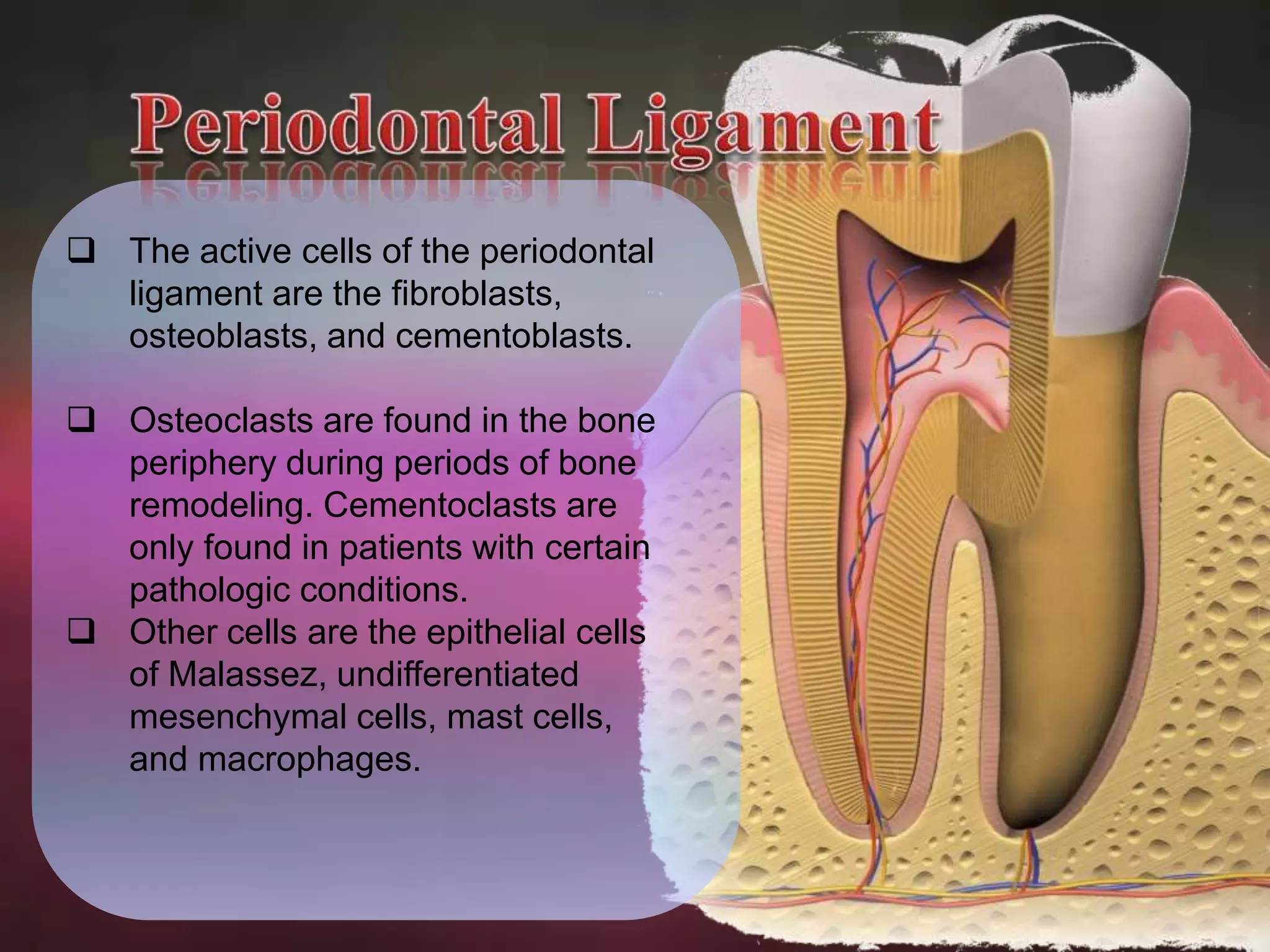  The active cells of the periodontal 
ligament are the fibroblasts, 
osteoblasts, and cementoblasts. 
 Osteoclasts are found in the bone 
periphery during periods of bone 
remodeling. Cementoclasts are 
only found in patients with certain 
pathologic conditions. 
 Other cells are the epithelial cells 
of Malassez, undifferentiated 
mesenchymal cells, mast cells, 
and macrophages. 
 