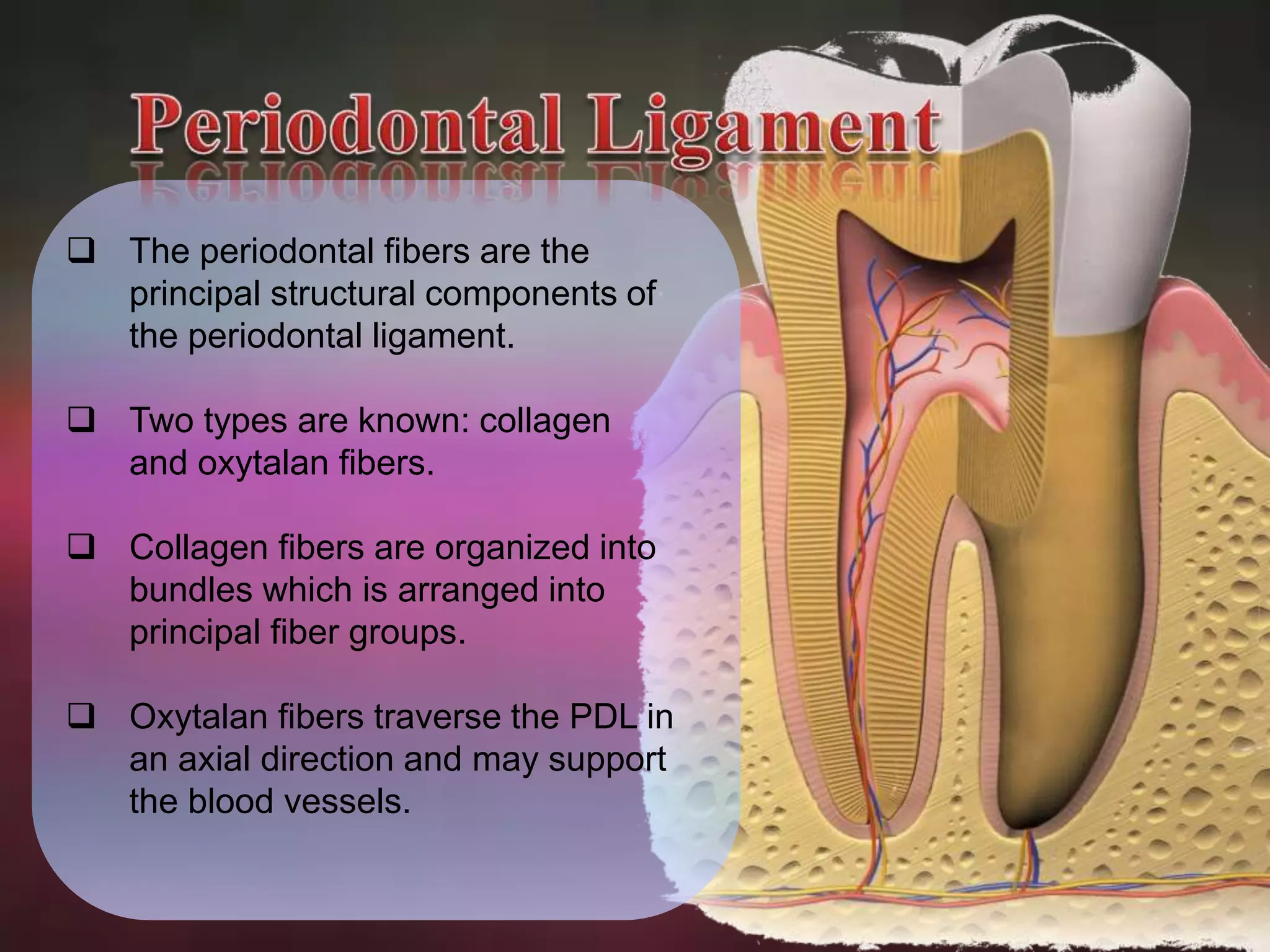  The periodontal fibers are the 
principal structural components of 
the periodontal ligament. 
 Two types are known: collagen 
and oxytalan fibers. 
 Collagen fibers are organized into 
bundles which is arranged into 
principal fiber groups. 
 Oxytalan fibers traverse the PDL in 
an axial direction and may support 
the blood vessels. 
 