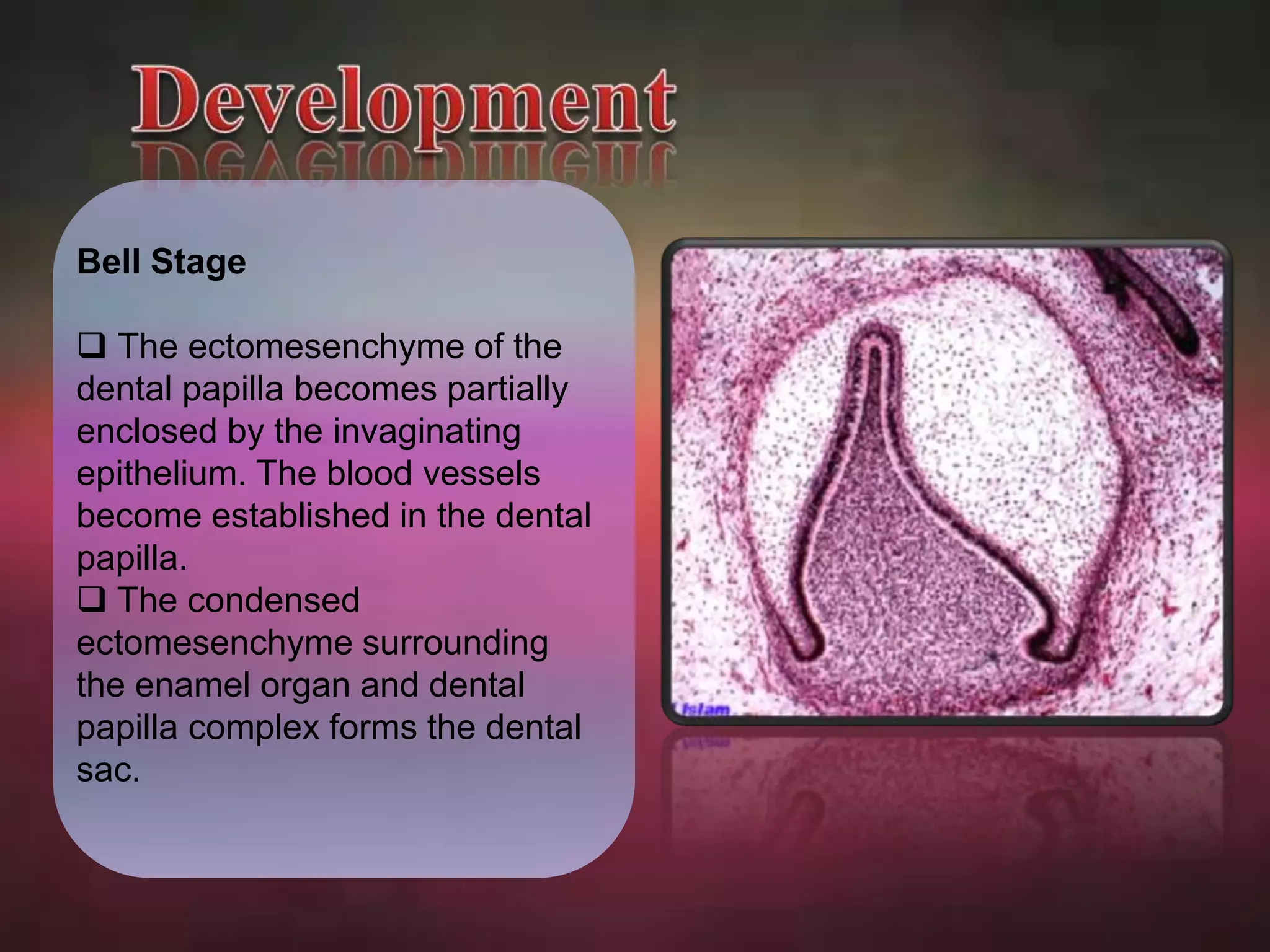 Bell Stage 
 The ectomesenchyme of the 
dental papilla becomes partially 
enclosed by the invaginating 
epithelium. The blood vessels 
become established in the dental 
papilla. 
 The condensed 
ectomesenchyme surrounding 
the enamel organ and dental 
papilla complex forms the dental 
sac. 
 