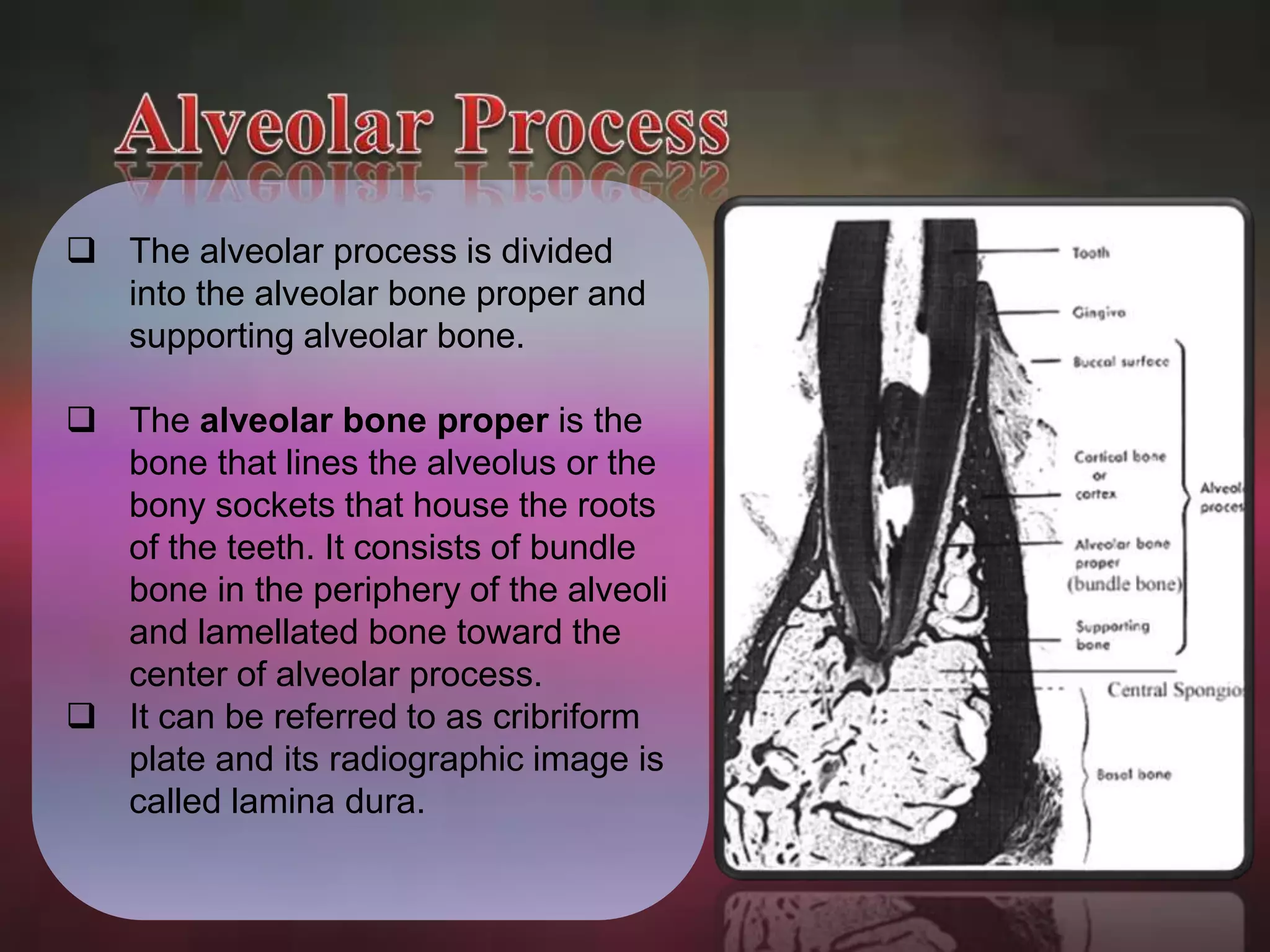  The alveolar process is divided 
into the alveolar bone proper and 
supporting alveolar bone. 
 The alveolar bone proper is the 
bone that lines the alveolus or the 
bony sockets that house the roots 
of the teeth. It consists of bundle 
bone in the periphery of the alveoli 
and lamellated bone toward the 
center of alveolar process. 
 It can be referred to as cribriform 
plate and its radiographic image is 
called lamina dura. 
 