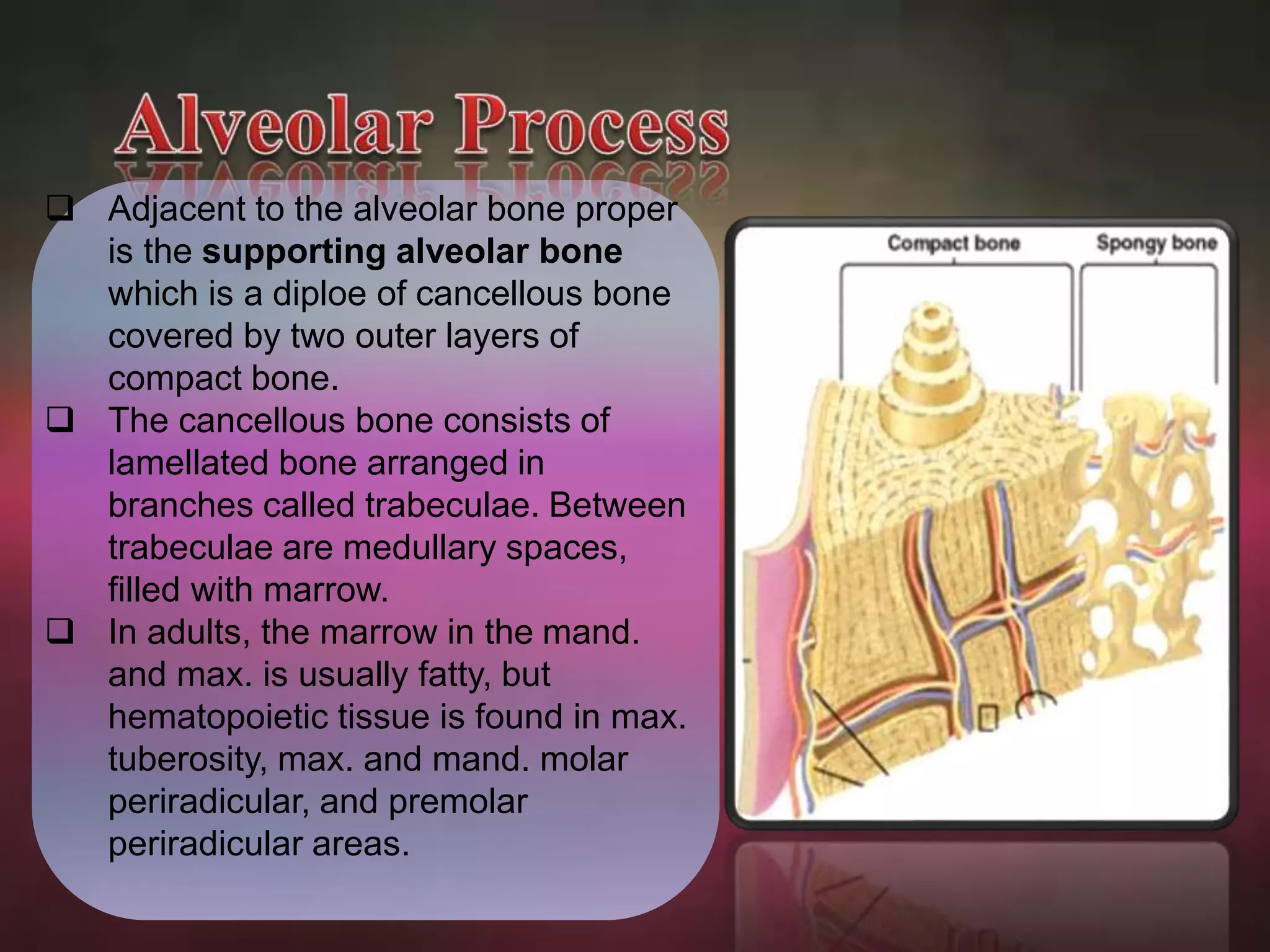  Adjacent to the alveolar bone proper 
is the supporting alveolar bone 
which is a diploe of cancellous bone 
covered by two outer layers of 
compact bone. 
 The cancellous bone consists of 
lamellated bone arranged in 
branches called trabeculae. Between 
trabeculae are medullary spaces, 
filled with marrow. 
 In adults, the marrow in the mand. 
and max. is usually fatty, but 
hematopoietic tissue is found in max. 
tuberosity, max. and mand. molar 
periradicular, and premolar 
periradicular areas. 
 