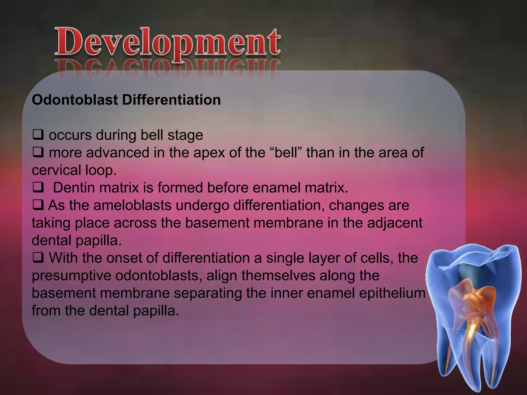 Odontoblast Differentiation 
 occurs during bell stage 
 more advanced in the apex of the “bell” than in the area of 
cervical loop. 
 Dentin matrix is formed before enamel matrix. 
 As the ameloblasts undergo differentiation, changes are 
taking place across the basement membrane in the adjacent 
dental papilla. 
 With the onset of differentiation a single layer of cells, the 
presumptive odontoblasts, align themselves along the 
basement membrane separating the inner enamel epithelium 
from the dental papilla. 
 