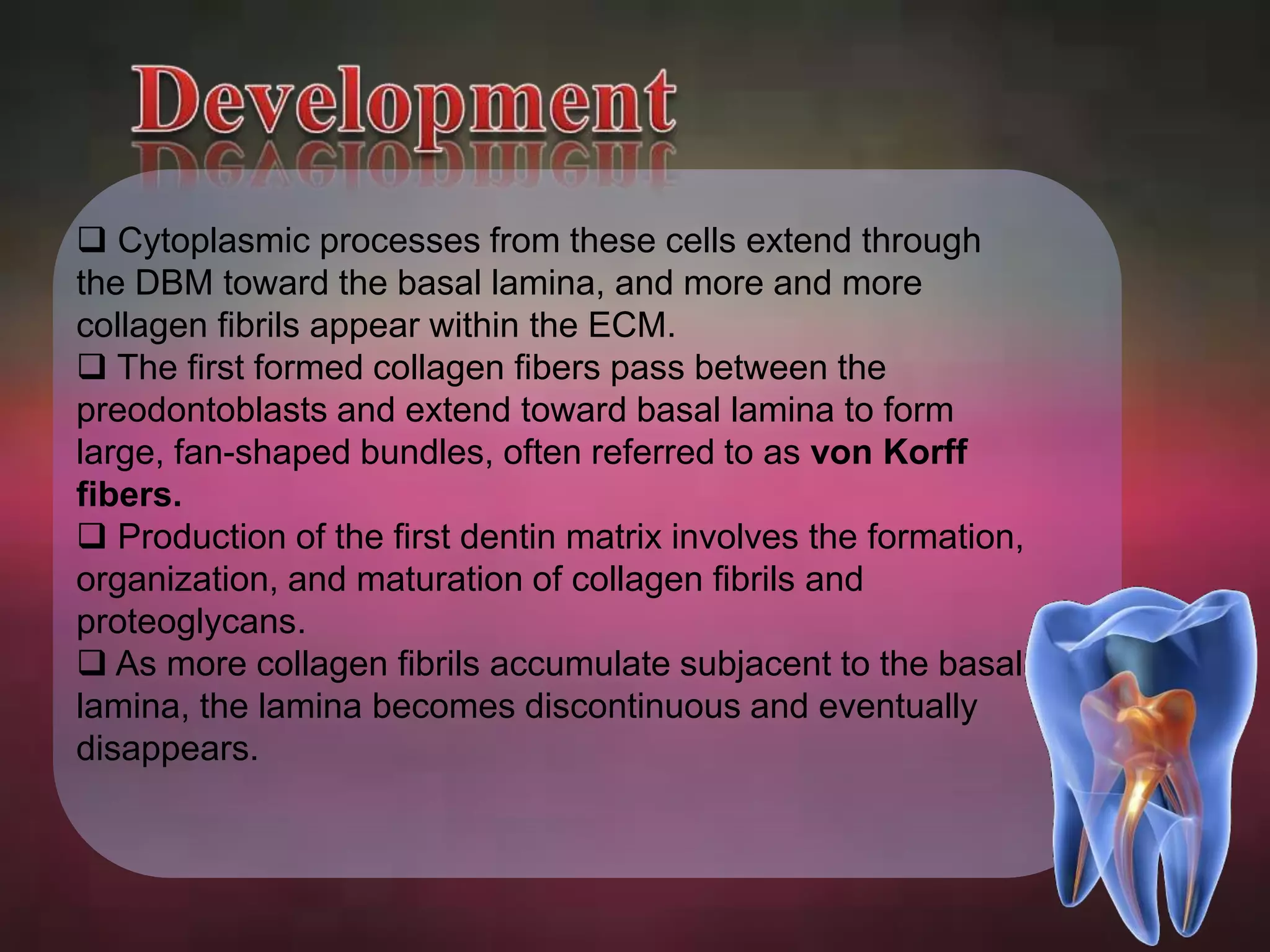  Cytoplasmic processes from these cells extend through 
the DBM toward the basal lamina, and more and more 
collagen fibrils appear within the ECM. 
 The first formed collagen fibers pass between the 
preodontoblasts and extend toward basal lamina to form 
large, fan-shaped bundles, often referred to as von Korff 
fibers. 
 Production of the first dentin matrix involves the formation, 
organization, and maturation of collagen fibrils and 
proteoglycans. 
 As more collagen fibrils accumulate subjacent to the basal 
lamina, the lamina becomes discontinuous and eventually 
disappears. 
 