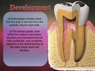 Development Of Pulp Applied Histology of Pulp and Periradicular Tissues | PPTX