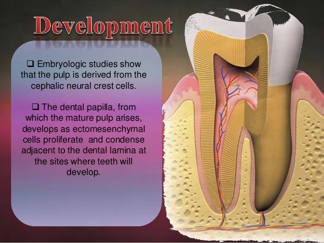 applied histology of pulp and periradicular tissues direct pulp cap