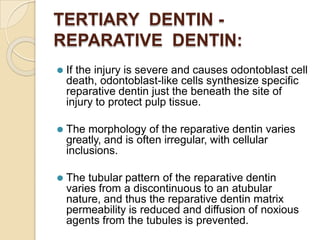 TERTIARY DENTIN -
REPARATIVE DENTIN:
⚫ If the injury is severe and causes odontoblast cell
death, odontoblast-like cells synthesize specific
reparative dentin just the beneath the site of
injury to protect pulp tissue.
⚫ The morphology of the reparative dentin varies
greatly, and is often irregular, with cellular
inclusions.
⚫ The tubular pattern of the reparative dentin
varies from a discontinuous to an atubular
nature, and thus the reparative dentin matrix
permeability is reduced and diffusion of noxious
agents from the tubules is prevented.
 