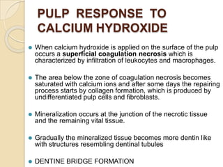 PULP RESPONSE TO
CALCIUM HYDROXIDE
⚫ When calcium hydroxide is applied on the surface of the pulp
occurs a superficial coagulation necrosis which is
characterized by infiltration of leukocytes and macrophages.
⚫ The area below the zone of coagulation necrosis becomes
saturated with calcium ions and after some days the repairing
process starts by collagen formation, which is produced by
undifferentiated pulp cells and fibroblasts.
⚫ Mineralization occurs at the junction of the necrotic tissue
and the remaining vital tissue.
⚫ Gradually the mineralized tissue becomes more dentin like
with structures resembling dentinal tubules
⚫ DENTINE BRIDGE FORMATION
 
