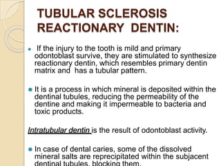 TERTIARY DENTIN -
REPARATIVE DENTIN:
⚫ If the injury is severe and causes odontoblast cell
death, odontoblast-like cells s...