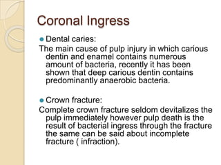 Radicular ingress
⚫ Root caries:
Is less frequent than coronal caries, these type of lesions
which can occur bucco-gingiva...