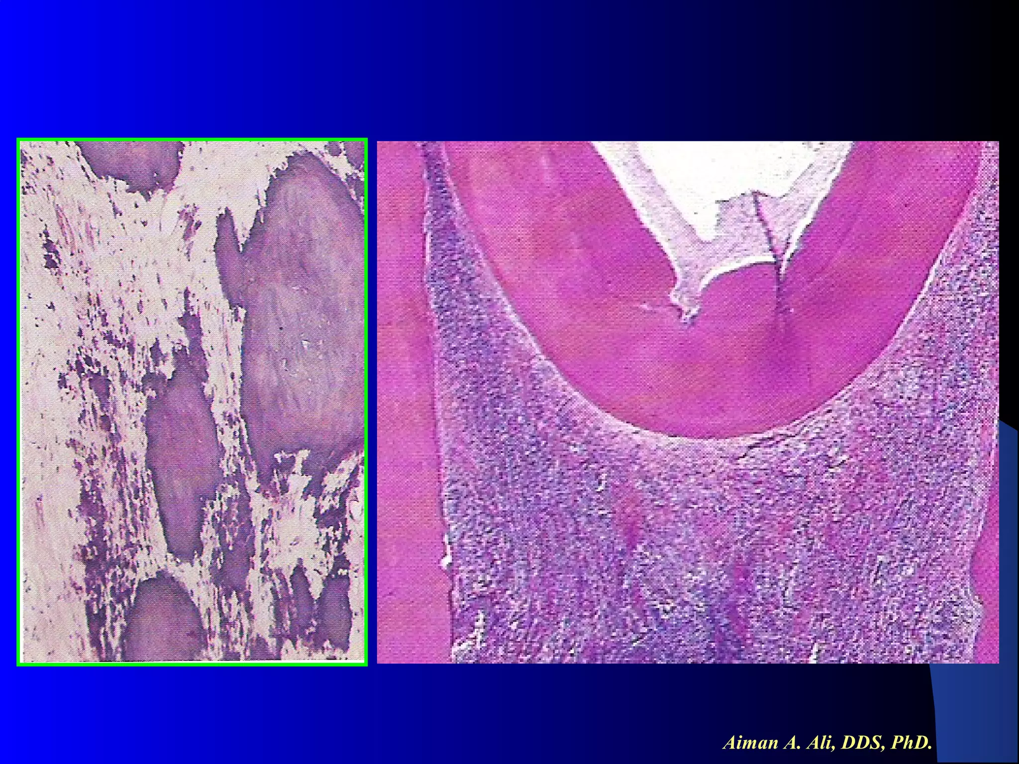 Aiman A. Ali, DDS, PhD.

 