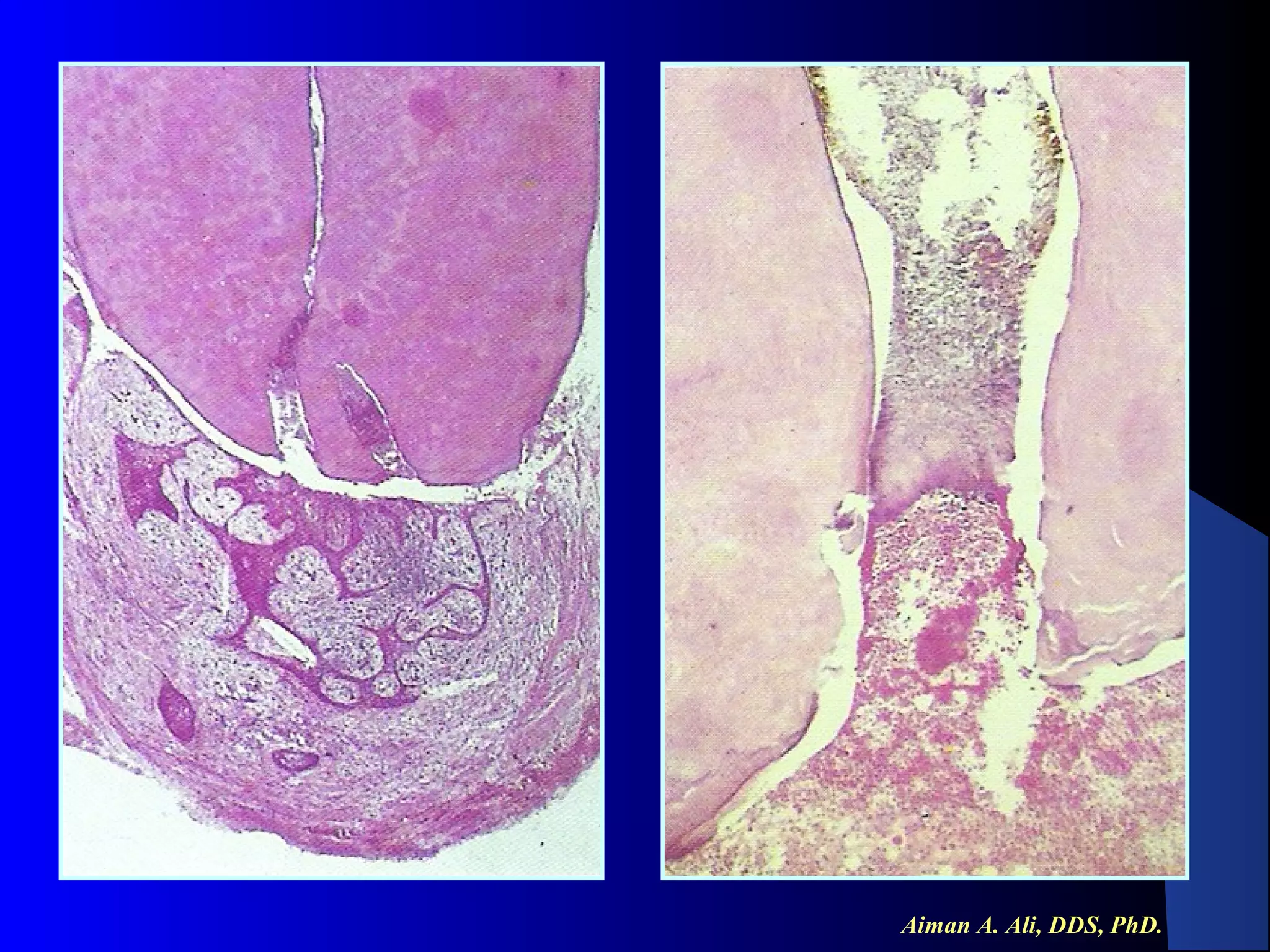 Aiman A. Ali, DDS, PhD.

 