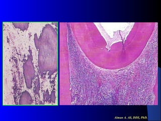 Aiman A. Ali, DDS, PhD.

 