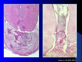 Aiman A. Ali, DDS, PhD.

 