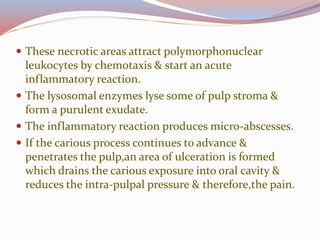 These necrotic areas attract polymorphonuclear
leukocytes by chemotaxis & start an acute
inflammatory reaction.
 The lysosomal enzymes lyse some of pulp stroma &
form a purulent exudate.
 The inflammatory reaction produces micro-abscesses.
 If the carious process continues to advance &
penetrates the pulp,an area of ulceration is formed
which drains the carious exposure into oral cavity &
reduces the intra-pulpal pressure & therefore,the pain.
 