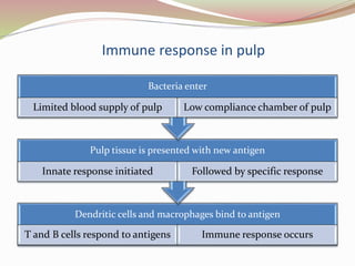 Immune response in pulp
Dendritic cells and macrophages bind to antigen
T and B cells respond to antigens Immune response occurs
Pulp tissue is presented with new antigen
Innate response initiated Followed by specific response
Bacteria enter
Limited blood supply of pulp Low compliance chamber of pulp
 