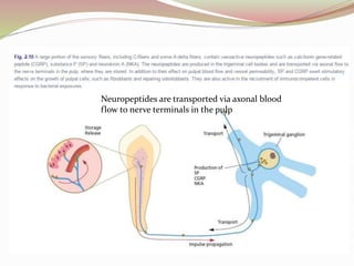 Neuropeptides are transported via axonal blood
flow to nerve terminals in the pulp
 