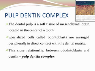 PULP DENTIN COMPLEX
The dental pulp is a soft tissue of mesenchymal orgin
located in the center of a tooth.
Specialized cells called odontoblasts are arranged
peripherally in direct contact with the dental matrix.
This close relationship between ododntoblasts and
dentin – pulp dentin complex.
 