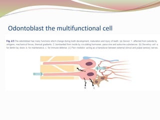 Odontoblast the multifunctional cell
 