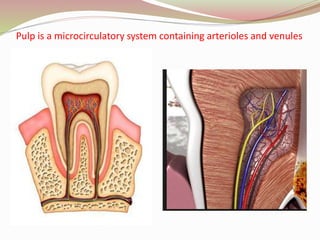 Pulp is a microcirculatory system containing arterioles and venules
 