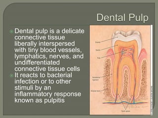  Pulpitis are primarily a result of dental caries in
which bacteria or their products invade the dentin
and pulp tissue
...