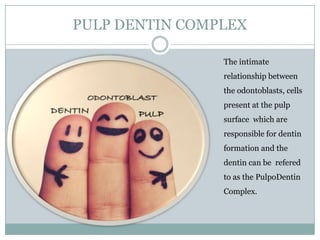 PULP DENTIN COMPLEX
The intimate
relationship between
the odontoblasts, cells
present at the pulp

surface which are
responsible for dentin
formation and the
dentin can be refered

to as the PulpoDentin
Complex.

 