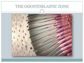 THE ODONTOBLASTIC ZONE

 