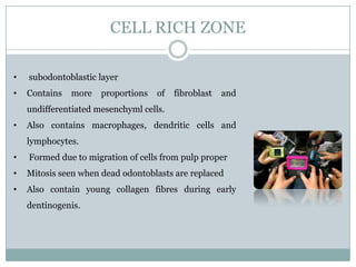 CELL RICH ZONE
•

subodontoblastic layer

•

Contains

more

proportions

of

fibroblast

and

undifferentiated mesenchyml cells.
•

Also contains macrophages, dendritic cells and
lymphocytes.

•

Formed due to migration of cells from pulp proper

•

Mitosis seen when dead odontoblasts are replaced

•

Also contain young collagen fibres during early
dentinogenis.

 