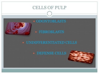 CELLS OF PULP
 ODONTOBLASTS
 FIBROBLASTS

 UNDIFFERENTIATED CELLS
 DEFENSE CELLS

 
