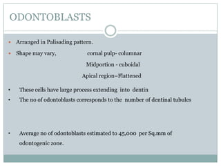 ODONTOBLASTS


Arranged in Palisading pattern.



Shape may vary,

cornal pulp- columnar
Midportion - cuboidal
Apical region–Flattened

•

These cells have large process extending into dentin

•

The no of odontoblasts corresponds to the number of dentinal tubules

•

Average no of odontoblasts estimated to 45,000 per Sq.mm of

odontogenic zone.

 