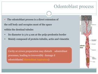 Odontoblast process
 The odontoblast process is a direct extension of

the cell body and occupies most of the space
within the dentinal tubules
•

Its diameter is 3 to 4 um at the pulp-predentin border

•

Mainly composed of protein-tubulin, actin and vimentin

Cavity or crown preparation may disturb odontoblast
processes, leading t0 irreversibly damage d
odontoblasts(Odontoblast Aspiration)

 