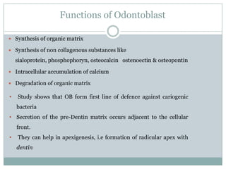Functions of Odontoblast
 Synthesis of organic matrix
 Synthesis of non collagenous substances like

sialoprotein, phosphophoryn, osteocalcin ostenoectin & osteopontin
 Intracellular accumulation of calcium

 Degradation of organic matrix

•

Study shows that OB form first line of defence against cariogenic

bacteria
• Secretion of the pre-Dentin matrix occurs adjacent to the cellular
front.
•

They can help in apexigenesis, i.e formation of radicular apex with

dentin

 