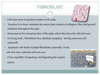 FIBROBLAST
 Cells that occur in greatest number in the pulp


Function is to form, maintain the matrix that consists of collagens, fiber and ground
substance throughout the pulp

 Numerous in the coronal portion of the pulp, where they form the cell-rich zone.
 In Young teeth , Fibroblasts have abudant cytoplasm having numerous cell

organcells


Apoptopic cell death of pulpal fibroblasts, especially in the
cell-rich zone, indicates cell turn over

 It has capability of ingesting and degrading the organic

matrix.

 