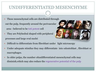 UNDIFFERENTIATED MESENCHYME
 These mesenchymal cells are distributed through

out the pulp, frequently around the perivascular
area - believed to be toti potent cell
 They are Polyhedral shaped with peripheral

processes and large oval nuclei
 Difficult to differentiate from fibroblast under light microscopy
 Under adequate stimilus they may differentiate into odontoblast , fibroblast or

macrophages.
 In older pulps, the number ofundifferentiated mesenchymal cells may

diminish,which may also reduce the regenerative potential of the pulp

 