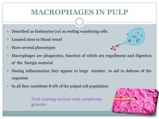 MACROPHAGES IN PULP
 Described as histiocytes (or) as resting wandering cells
 Located close to blood vessel
 Have several phenotypes
 Macrophages are phagocytes, function of which are engulfment and digestion

of the foreign material
 During inflammation they appear in large number to aid in defense of the

organism
 In all they constitute 8-9% of the pulpal cell population

Dark staining nucleus with cytoplasmic
granules

 