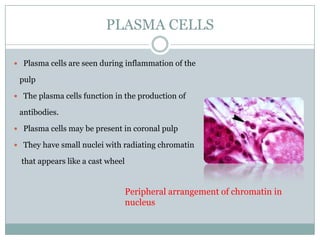 PLASMA CELLS
 Plasma cells are seen during inflammation of the

pulp
 The plasma cells function in the production of

antibodies.
 Plasma cells may be present in coronal pulp
 They have small nuclei with radiating chromatin

that appears like a cast wheel

Peripheral arrangement of chromatin in
nucleus

 