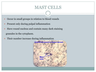 MAST CELLS
 Occur in small groups in relation to blood vessels
 Present only during pulpal inflammation
 Have round nucleus and contain many dark staining

granules in the cytoplasm.
 Their number increase during inflammation

 