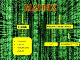 •

COLLAGEN

•

ELASTIN

•

FIBRONECTIN

•

LAMILIN

GAG

PR OTEOGLYCAN

 