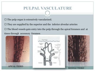 PULPAL VASCULATURE
 The pulp organ is extensively vascularized.

 They are supplied by the superior and the inferior alveolar arteries
 The blood vessels gain entry into the pulp through the apical foramen and at
times through accessory foramen

APICAL THIRD

MIDDLE THIRD

 