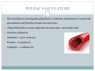 PULPAL VASCULATURE
 The arterioles on entering the pulp shows a reduction in thickness of vessel wall

musculature and therefore luman size increases.


Pulpal blood flow is more rapid than in most other area of the body

 The flow of blood in

Arterioles - 0.3 to 1mm/sec

Venules – 0.15mm/sec
Capilaries – 0.08mm/sec

 