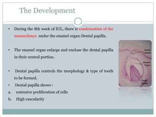 The Development
•

During the 8th week of IUL, there is condensation of the
mesenchmye under the enamel organ-Dental papilla.

•

The enamel organ enlarge and enclose the dental papilla
in their central portion.

•

Dental papilla controls the morphology & type of tooth
to be formed.

•

Dental papilla shows :

a.

extensive proliferation of cells

b.

High vascularity

 